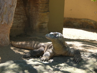 photo of a komodo dragon