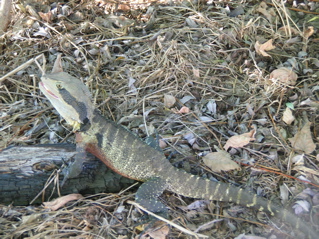 photo of a water dragon