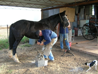 photo of meg being shod