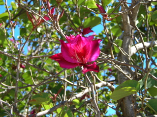 photo of a flowering tree