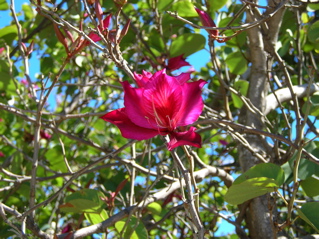 photo of a flowering tree