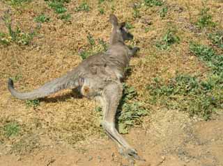 photo of the released kangaroo