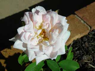 photo of our new rose